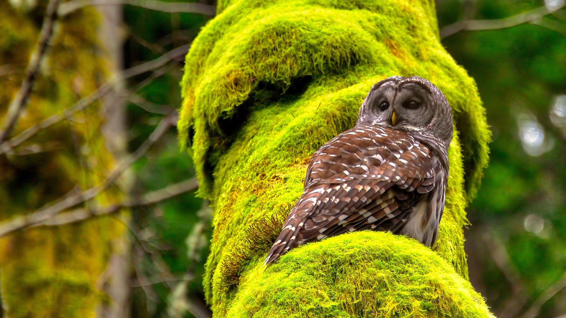 东决关键战焦点战,牙买加绝杀澳大利亚,篮球世界的多元交响